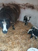 Baggerbonte ooi met 2 ram lammeren, Dieren en Toebehoren, Schapen, Geiten en Varkens, Meerdere dieren, Schaap, 0 tot 2 jaar