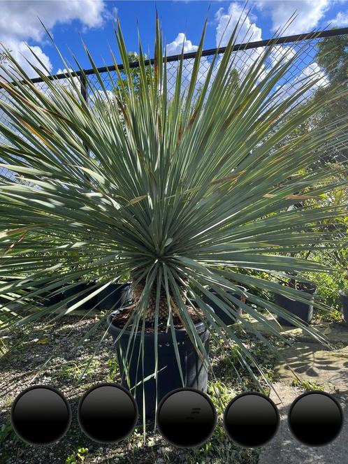 Yucca Rostrata 140 cm, stamdikte 80 cm + 1 extra lange stam, Jardin & Terrasse, Plantes | Jardin, Enlèvement