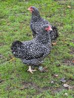 Mechelse koekoek hennen, Vrouwelijk, Kip