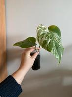 Monstera Albo Variegata, Huis en Inrichting, Ophalen