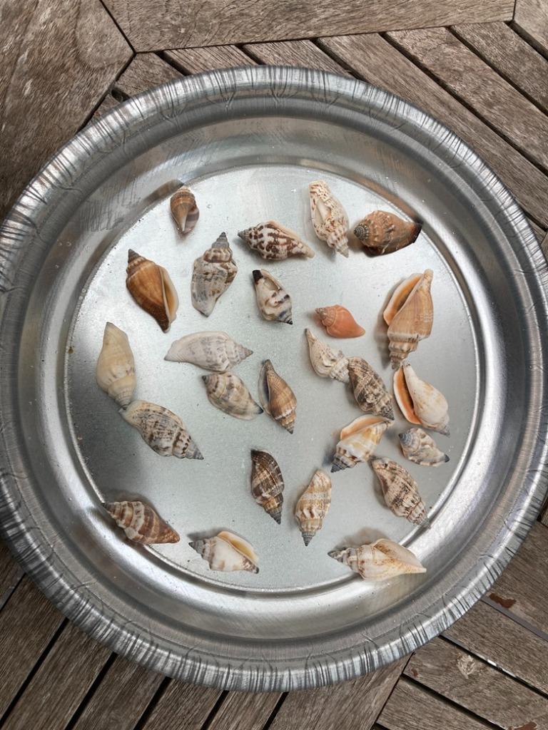 SCHELPEN 100 GRAM STROM URCEUS NIEUW, Hobby en Vrije tijd, Knutselen, Nieuw, Ophalen of Verzenden