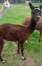 Ruby is een bijna 2 jarige  merrie,, Dieren en Toebehoren