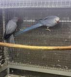 Opaline butterkop halsbandparkieten, Dieren en Toebehoren, Parkiet, Geringd