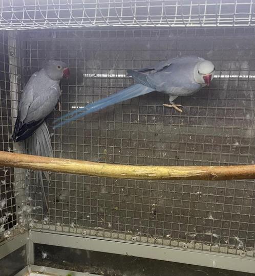Opaline butterkop halsbandparkieten, Dieren en Toebehoren, Vogels | Parkieten en Papegaaien, Parkiet, Geringd