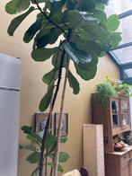Tabaksplant (ficus lyrata), Maison & Meubles, Plantes d'intérieur, 200 cm ou plus, Ficus, Enlèvement