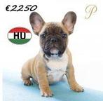 Prachtige Franse Bulldog pups - met stamboom, Dieren en Toebehoren, 15 weken tot 1 jaar, Buitenland, CDV (hondenziekte), Meerdere