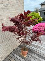 Japanse esdoorn: Acer Palmatum “Atropurpureum”, In pot, Halfschaduw, Lente, Overige soorten