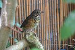 Zwartborstlijsters, Dieren en Toebehoren, Vogels | Overige Vogels, Geslacht onbekend, Tropenvogel, Geringd