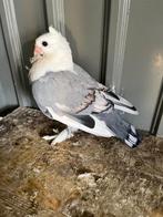 sierduif, Dieren en Toebehoren, Vogels | Duiven, Geslacht onbekend, Overige soorten