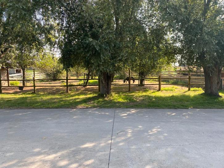 Wij zoeken nog enkele geitjes, Dieren en Toebehoren, Schapen, Geiten en Varkens, Geit