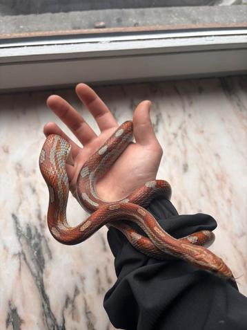 Guttatus beschikbaar voor biedingen
