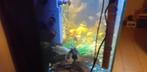 Aquarium + vissen + eten .., Dieren en Toebehoren, Vissen | Aquaria en Toebehoren, Ophalen, Gevuld zoetwateraquarium