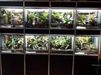 Stelling gifkikkers, Dieren en Toebehoren, Ophalen, Gebruikt, Terrarium of Paludarium