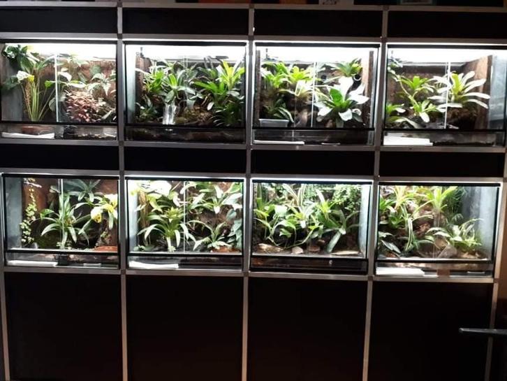 Stelling gifkikkers, Dieren en Toebehoren, Reptielen en Amfibieën | Toebehoren, Gebruikt, Terrarium of Paludarium, Ophalen