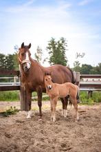 Quarter hengst veulen 2025, Dieren en Toebehoren, Paarden, Gechipt, 0 tot 2 jaar, Hengst, Westernpaard