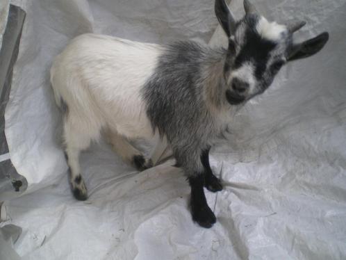 Prachtig mini-dwerggeitje (bokje) te koop., Dieren en Toebehoren, Schapen, Geiten en Varkens, Geit, Mannelijk, 0 tot 2 jaar