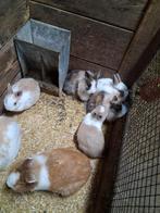 Dwerkonijnen, Plusieurs animaux, Nain, 0 à 2 ans