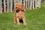 Cavapoo pups (abrikoos en rood), Dieren en Toebehoren, België, Overige rassen, CDV (hondenziekte), 8 tot 15 weken
