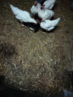 kippen, Femelle, Poule ou poulet