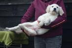 Golden retriever pups geboren in Belgie, Dieren en Toebehoren, Golden retriever, België, 8 tot 15 weken, Meerdere