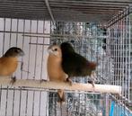 Geelborstrietvinken, Dieren en Toebehoren, Vogels | Overige Vogels