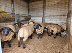 Suffolk ooilammeren stamboek., Dieren en Toebehoren, Vrouwelijk, Schaap, 0 tot 2 jaar