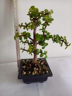 Jade-bonsai, In pot, Minder dan 100 cm, Overige soorten, Volle zon