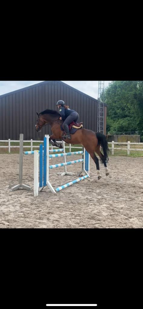 Paardrijles aangeboden met of zonder eigen paard, Dieren en Toebehoren, Paarden, Ruin, Z, 165 tot 170 cm, 11 jaar of ouder, Springpaard