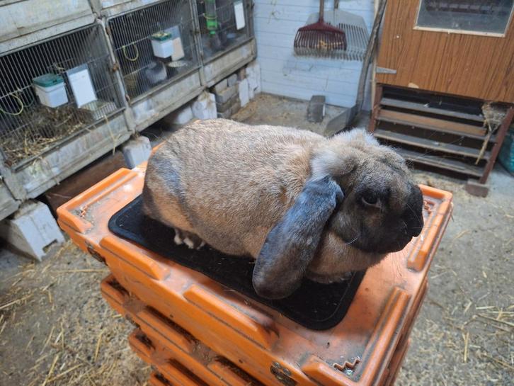 Franse hangoren, Animaux & Accessoires, Lapins