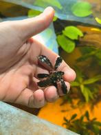 Bucephalandra kedagang, Animaux & Accessoires, Poissons | Aquariums & Accessoires, Enlèvement ou Envoi, Neuf, Plante(s), Pierre ou Bois