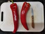 Corno di toro paprika - 5 zaden, Verzenden, Voorjaar, Volle zon, Zaad