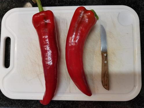 Corno di toro paprika - 5 zaden, Tuin en Terras, Bloembollen en Zaden, Zaad, Voorjaar, Volle zon, Verzenden