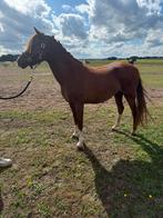 Lieve welsh merrie, Dieren en Toebehoren, Merrie