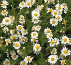 Chamaemelum nobile / Roomse kamille, Tuin en Terras, Planten | Tuinplanten, Ophalen, Volle zon