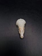 Schedel mol, Verzamelen, Verzenden, Nieuw, Wild dier, Schedel