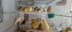 Canary Fife Fancy 2024/2025, Dieren en Toebehoren, Vogels | Kanaries