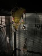 Halsbandparkiet, Parkiet