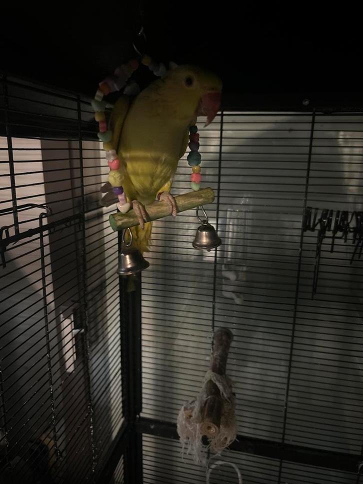 Halsbandparkiet, Dieren en Toebehoren, Vogels | Parkieten en Papegaaien, Parkiet