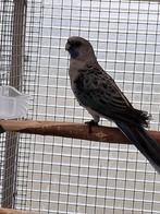pennant rosella, Dieren en Toebehoren, Vogels | Parkieten en Papegaaien, Meerdere dieren, Parkiet, Geringd