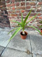 Palm-lelie, Tuin en Terras, Ophalen