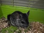 Chinchilla a donner, Animaux & Accessoires, Rongeurs, Domestique, Chinchilla, Femelle