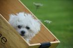 Bichon frisé maltaise pups, 15 weken tot 1 jaar, Buitenland, CDV (hondenziekte), Meerdere