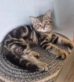 Britse korthaar/langhaar, Kater, Gechipt, 0 tot 2 jaar