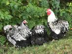 Orpington Zilver Zwartgezoomd - Wie heeft er broedeieren, Dieren en Toebehoren, Geslacht onbekend, Kip