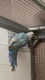 Rosella’s in blauw pastel