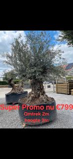 Olijfboom 2m omtrek 3m hoogte, Tuin en Terras, Planten | Bomen, Ophalen, Olijfboom
