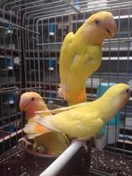 Opalin dwergpapegaai