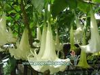 Brugmansia, Tuin en Terras, Eenjarig, Halfschaduw, Zomer, Ophalen
