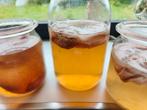 kombucha skobi, Divers, Produits alimentaires, Enlèvement