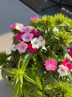 Dianthus barbatus sp., Ophalen